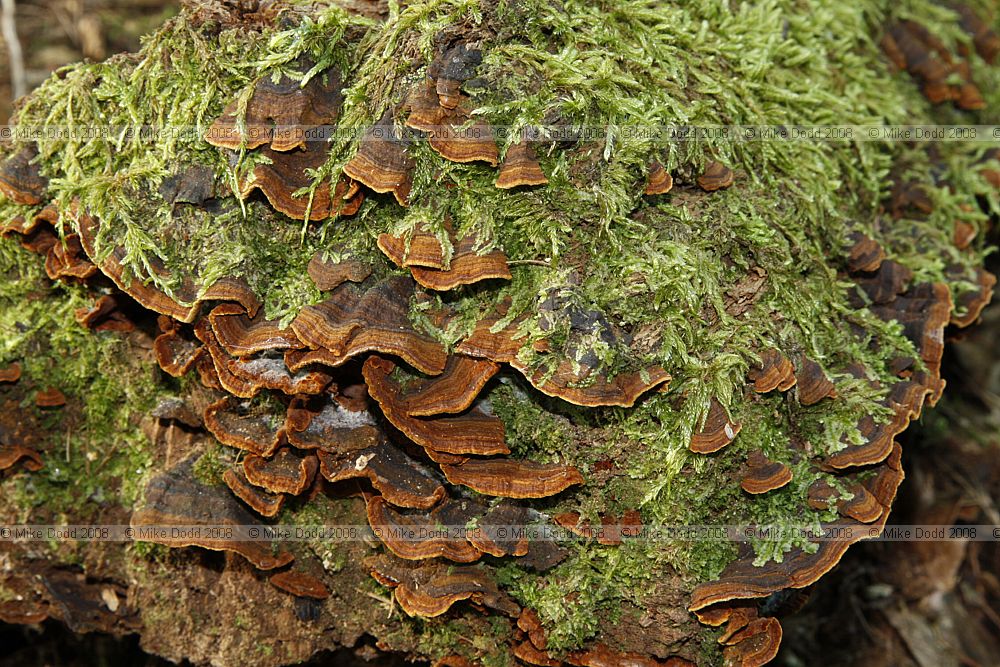 Hymenochaete rubiginosa Oak Curtain Crust