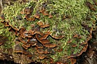 Hymenochaete rubiginosa Oak Curtain Crust