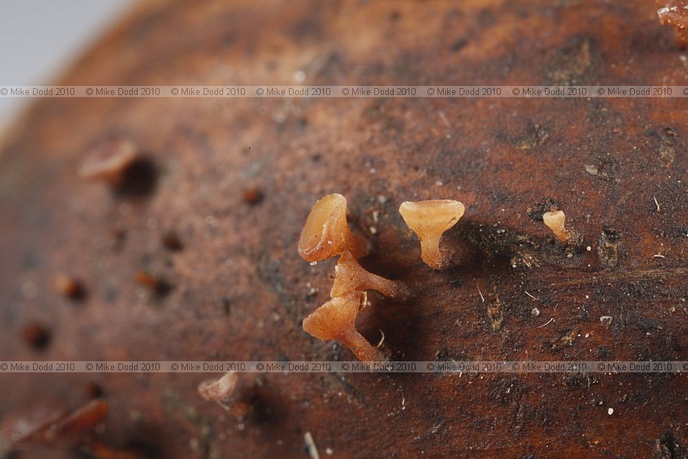 Hymenoscyphus fructigenus var. coryli