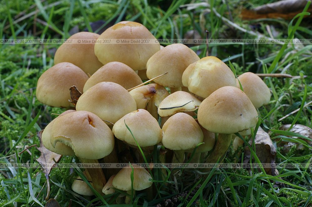 Hypholoma fasciculare Sulphur Tuft