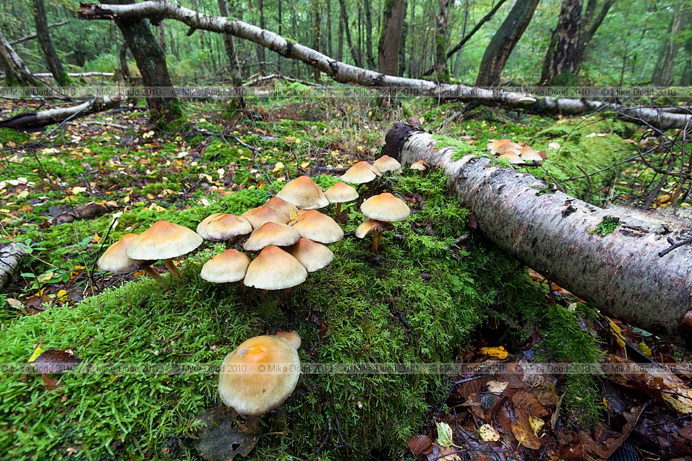 Hypholoma fasciculare Sulphur Tuft