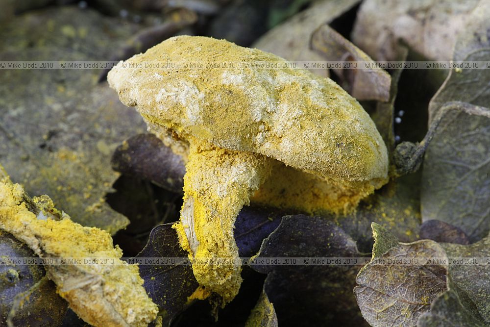 Hypomyces chrysospermus Bolete Mould