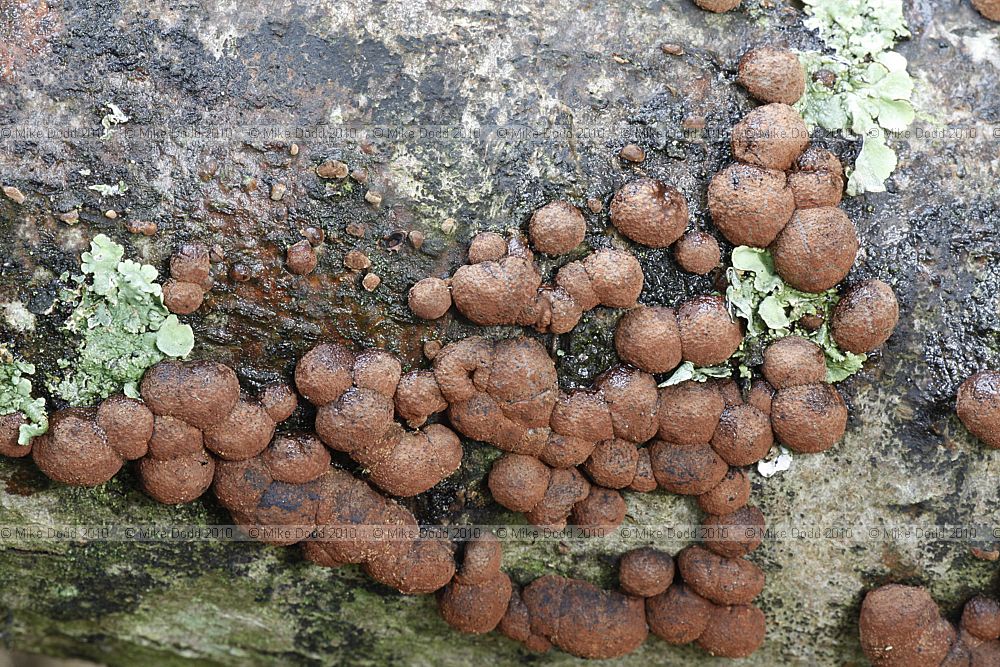 Hypoxylon fragiforme Beech Woodwart