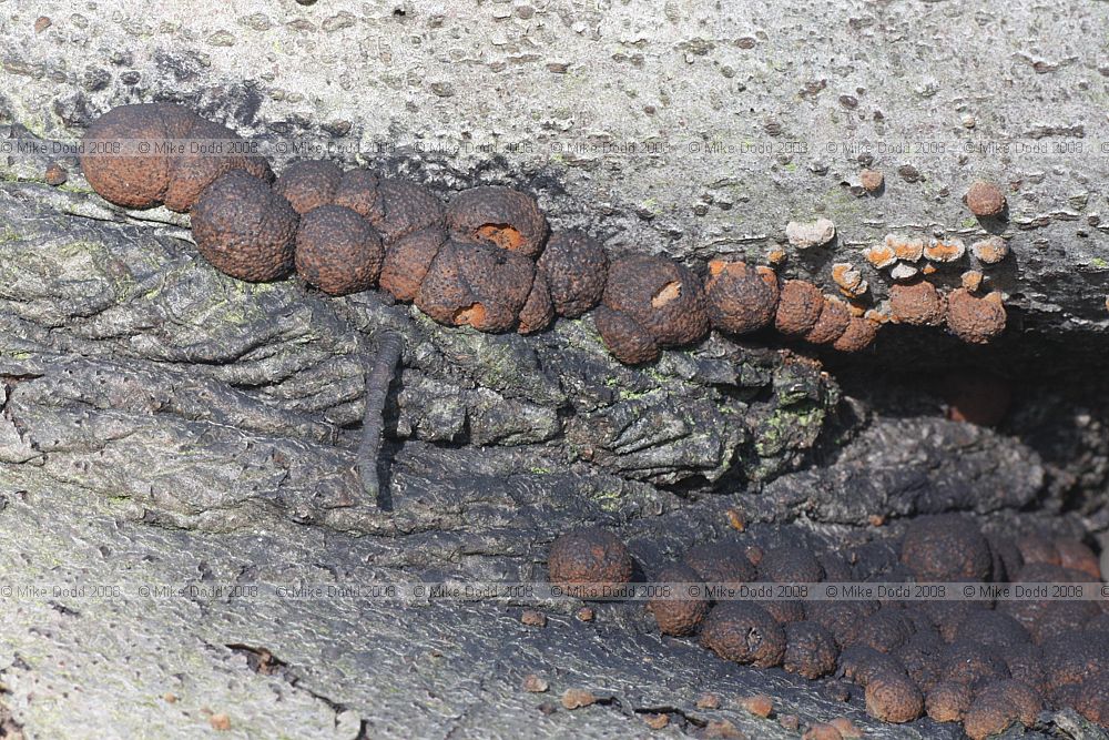 Hypoxylon fragiforme Beech Woodwart