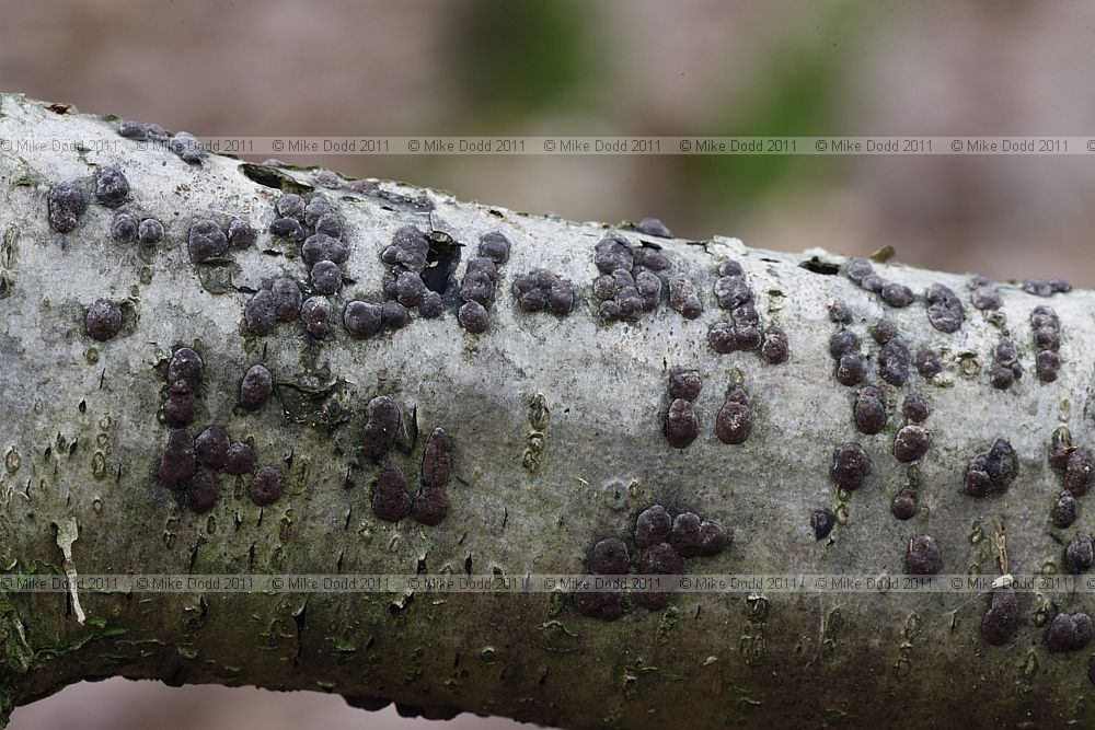 Hypoxylon fuscum Hazel Woodwart