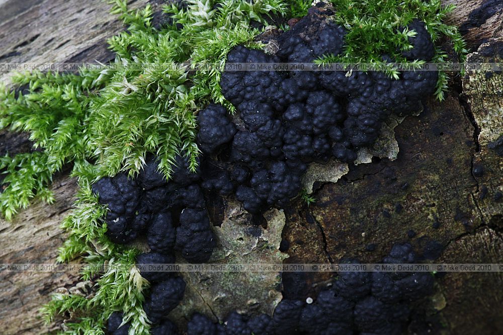 Hypoxylon multiforme Birch Woodwart