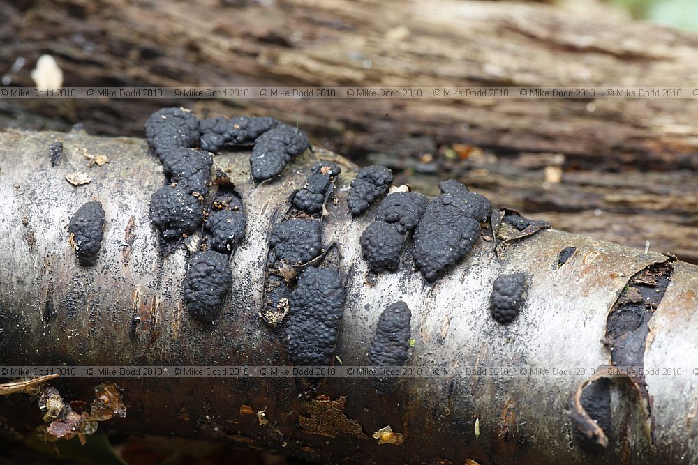 Hypoxylon multiforme Birch Woodwart