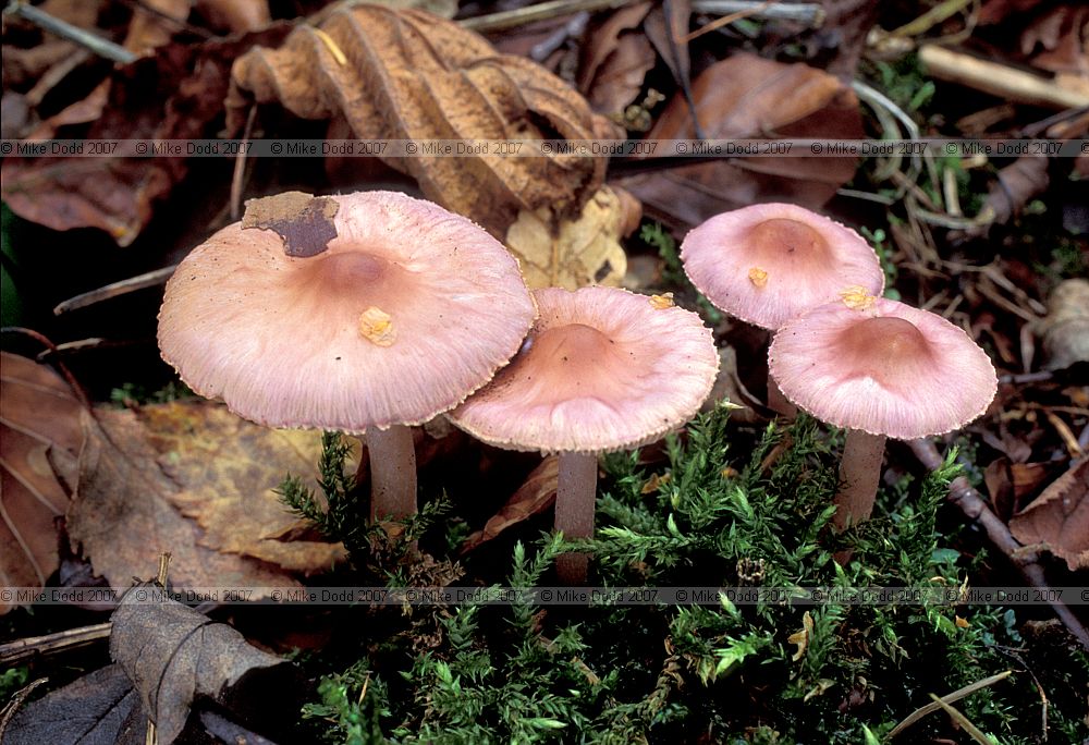 Inocybe geophylla var lilacina Lilac Fibrecap