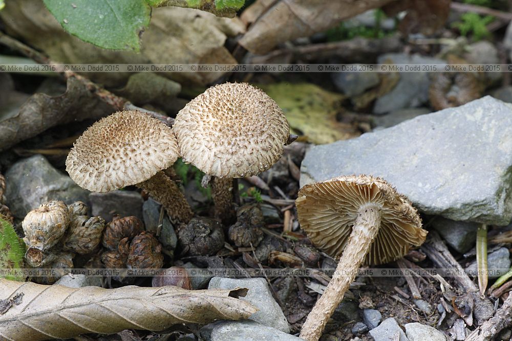 Inocybe hystrix Scaly fibrecap (?)