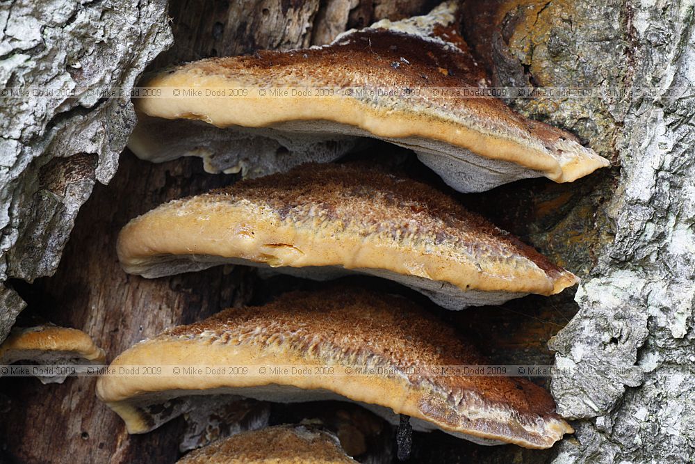 Inonotus cuticularis (?)