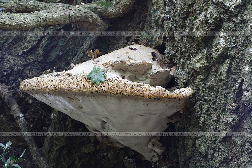 Inonotus dryadeus Oak Bracket