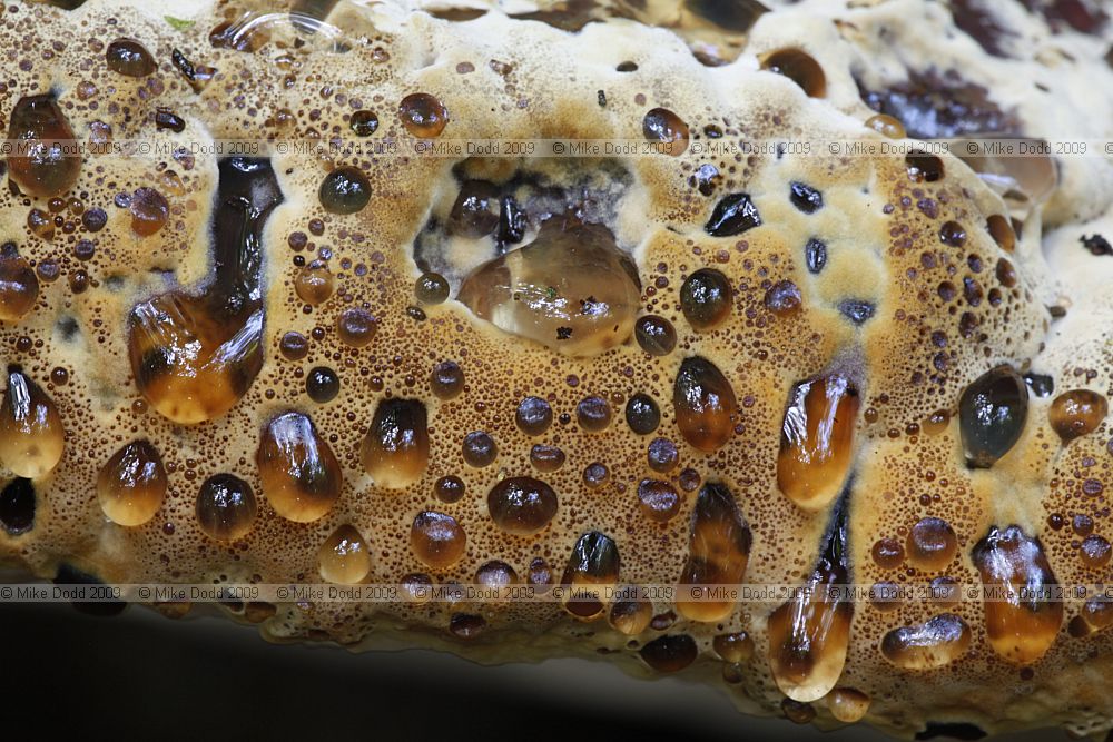 Inonotus dryadeus Oak Bracket