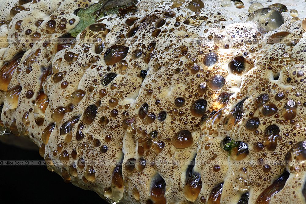 Inonotus dryadeus Oak Bracket