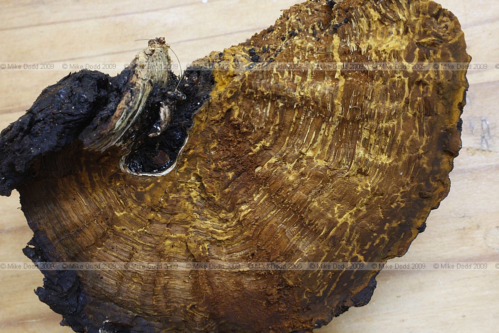 Inonotus obliquus Birch Conk or Chaga or Clinker Polypore fungus with anti tumour and anti viral properties