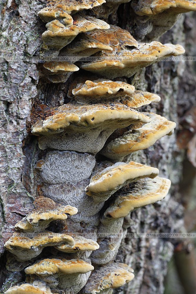 Inonotus radiatus Alder Bracket