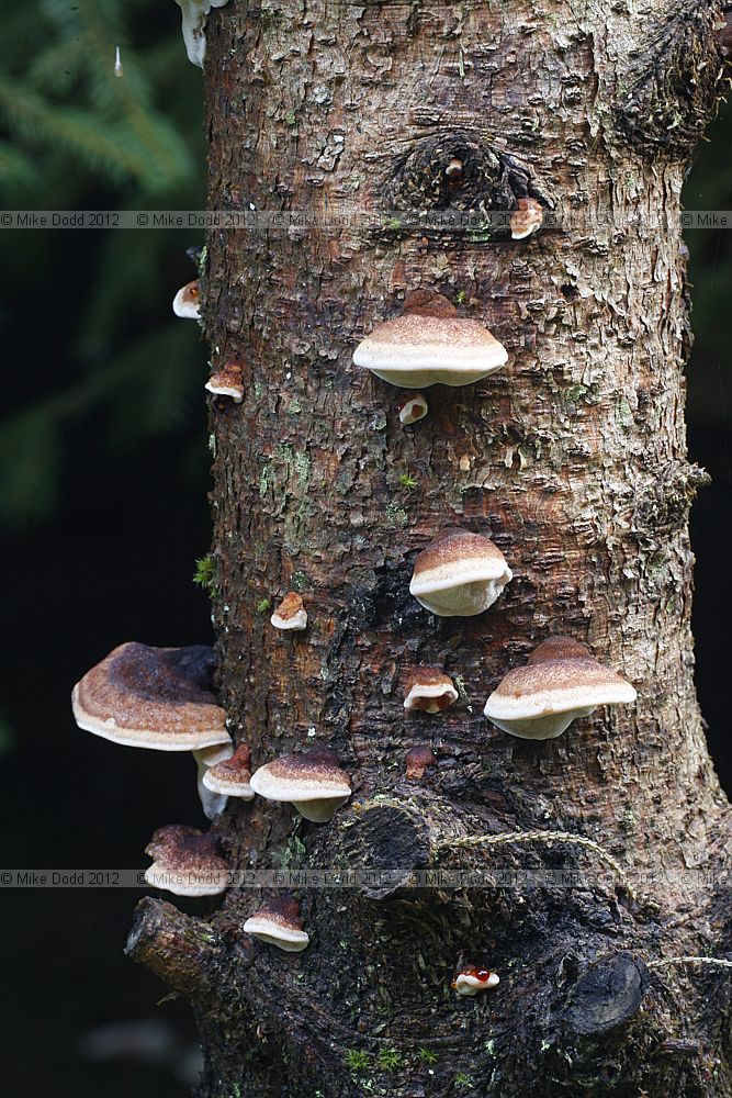 Ischnoderma resinosum Benzoin Bracket on dead Picea abies, trunk about 10cm diameter leathery brackets turned grey brown underneath when handled