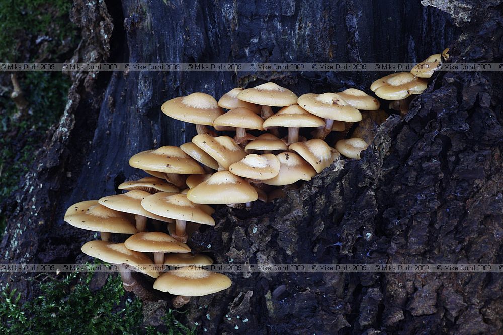 Kuehneromyces mutabilis Velvet Toughshank