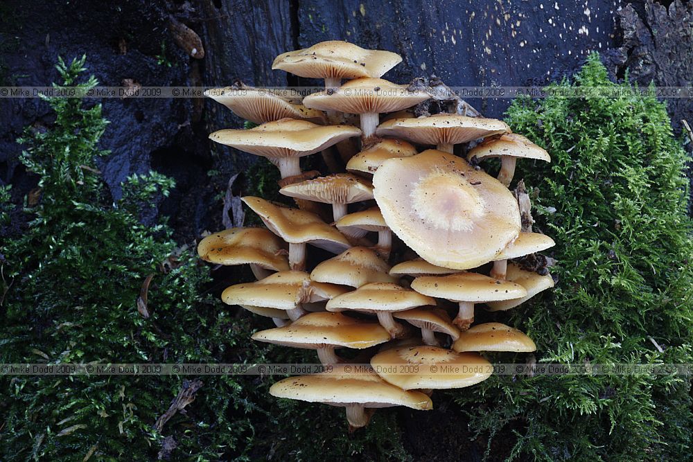 Kuehneromyces mutabilis Velvet Toughshank