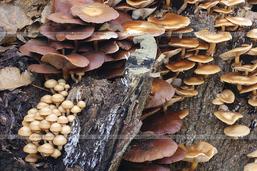 Kuehneromyces mutabilis syn Galerina mutabilis Velvet Toughshank or Sheathed Woodtuft