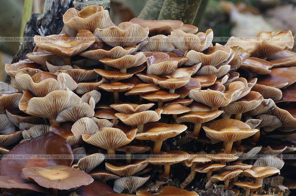 Kuehneromyces mutabilis syn Galerina mutabilis Velvet Toughshank or Sheathed Woodtuft
