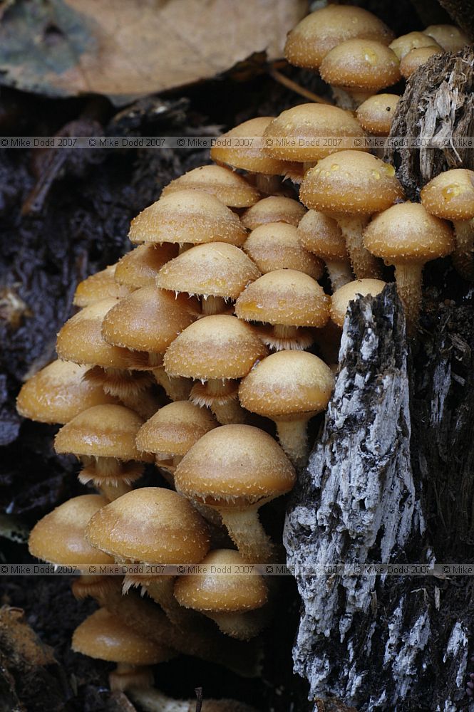 Kuehneromyces mutabilis syn Galerina mutabilis Velvet Toughshank or Sheathed Woodtuft