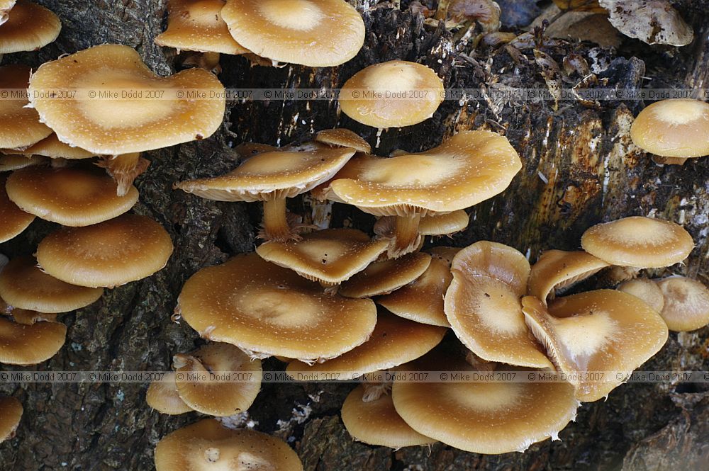 Kuehneromyces mutabilis syn Galerina mutabilis Velvet Toughshank or Sheathed Woodtuft