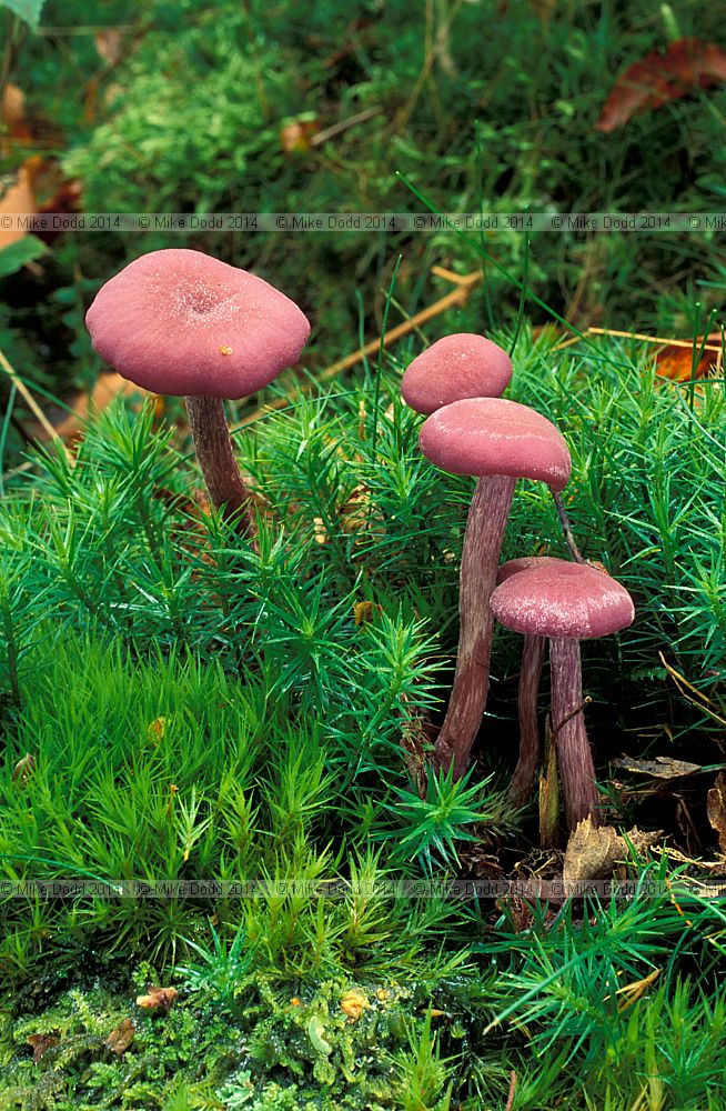 Laccaria amethystina Amethyst deceiver