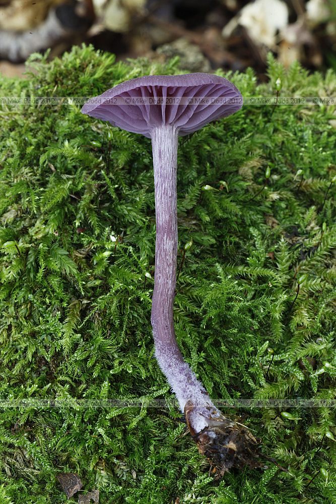 Laccaria amethystina Amethyst deciever