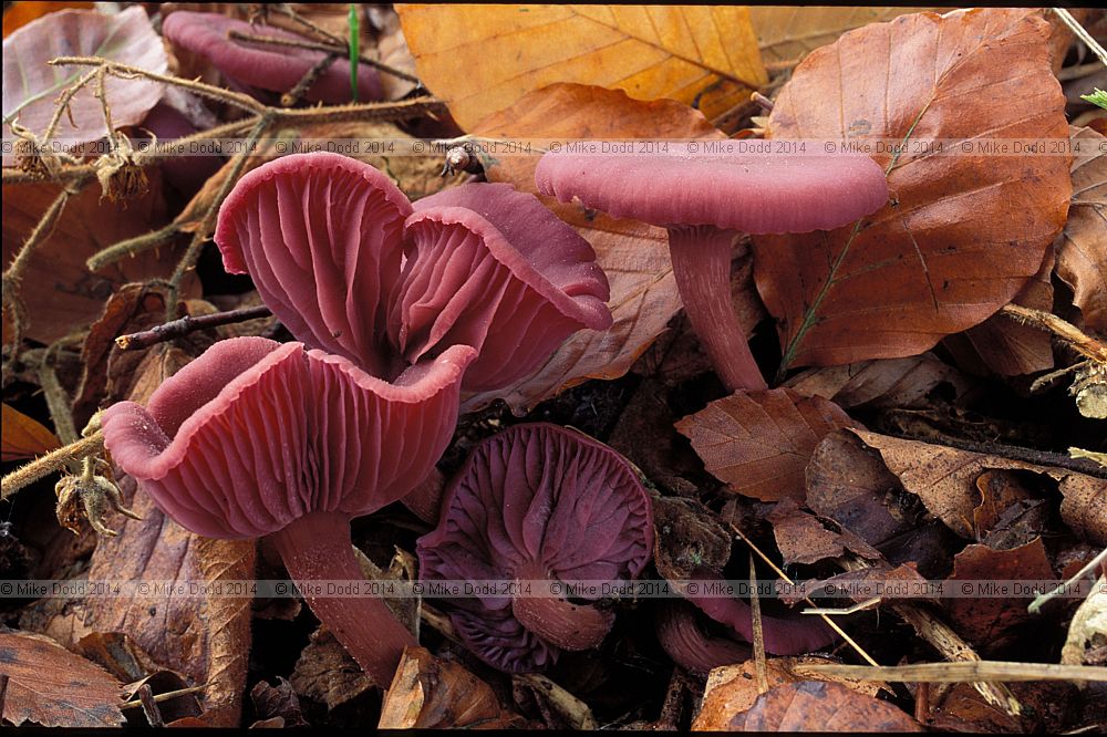 Laccaria amethystina Amethyst deceiver