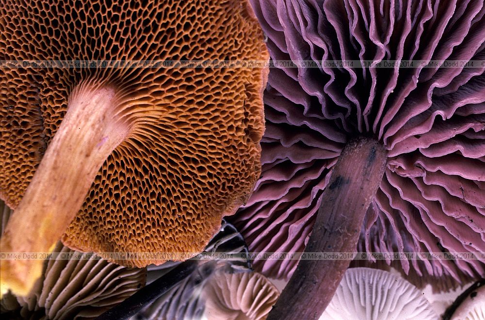 Laccaria amethystina Boletus piperatus