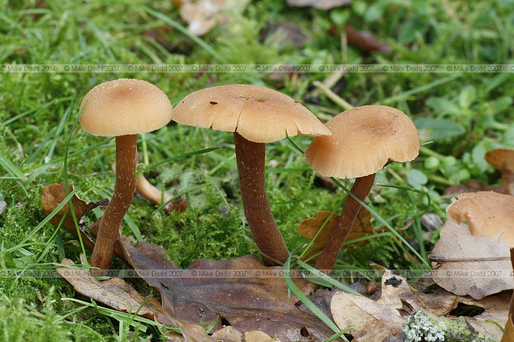 Laccaria laccata The Deceiver