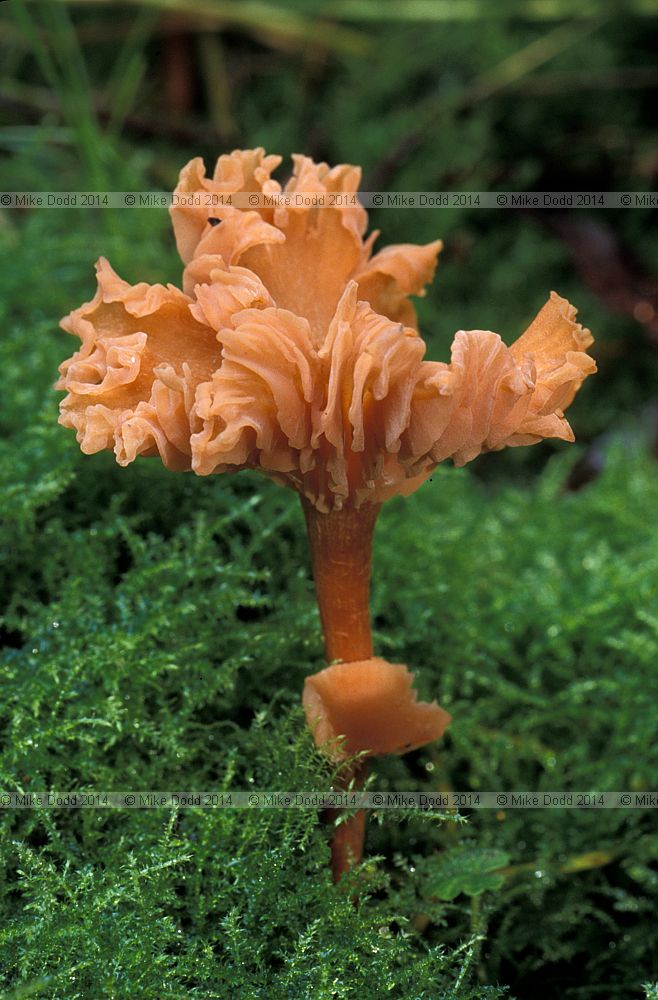 Laccaria laccata Deceiver