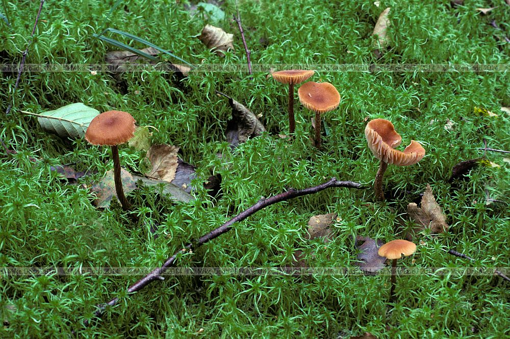 Laccaria purpureobadia