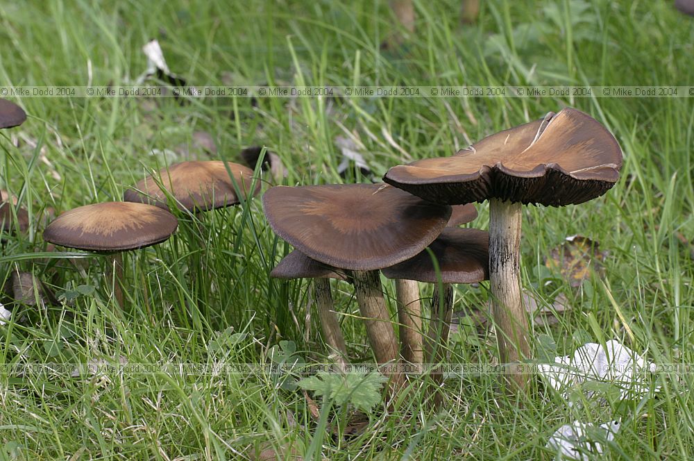 Lacrymaria velutina syn Lacrymaria lacrymabunda Weeping widow