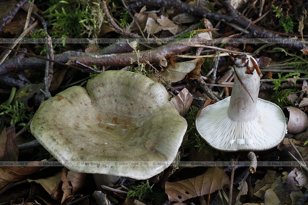 Lactarius blennius Beech Milkcap