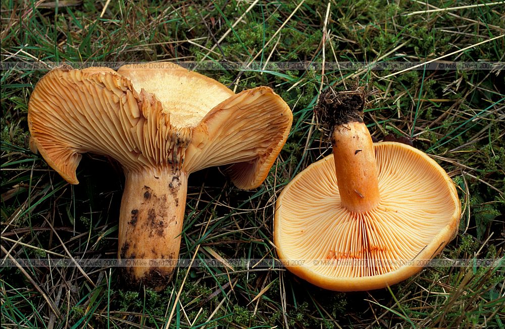Lactarius deliciosus Saffron milkcap