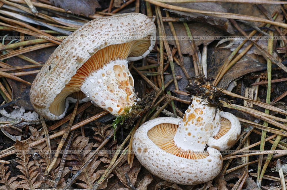 Lactarius deliciosus Saffron Milkcap