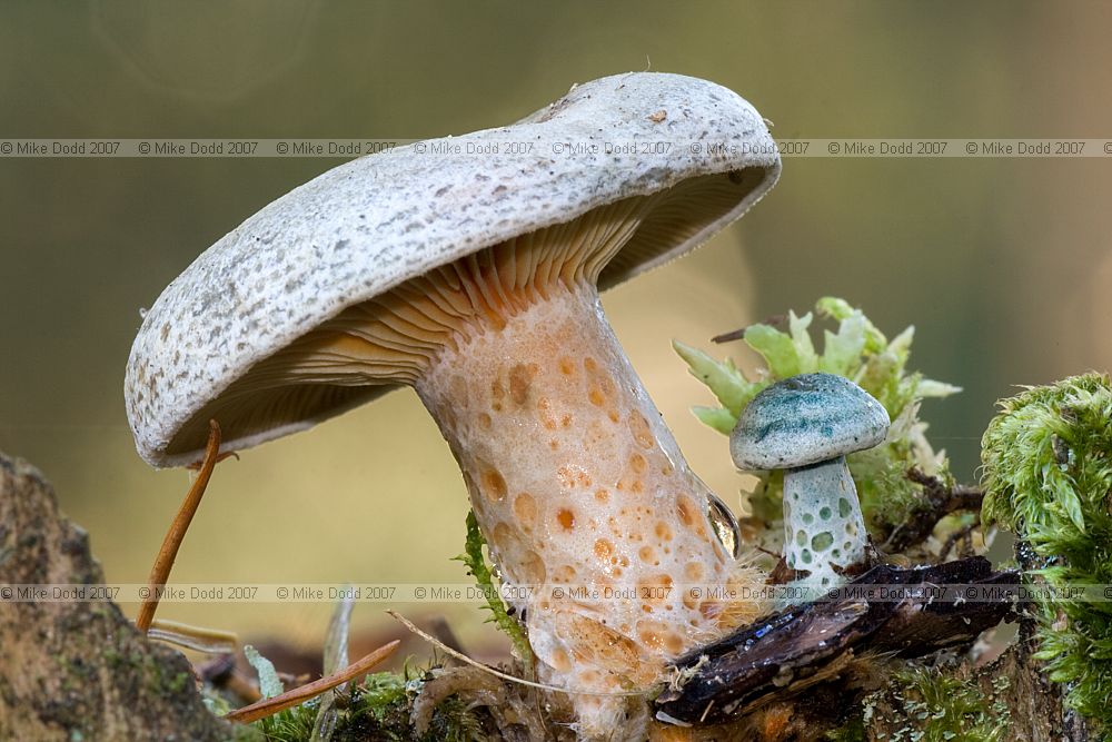 Lactarius deliciosus Saffron Milkcap