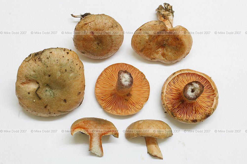 Lactarius deterrimus False Saffron Milkcap was growing with Picea abies on acid sand near Heath and Reach