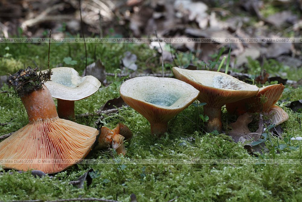 Lactarius deterrimus False Saffron Milkcap