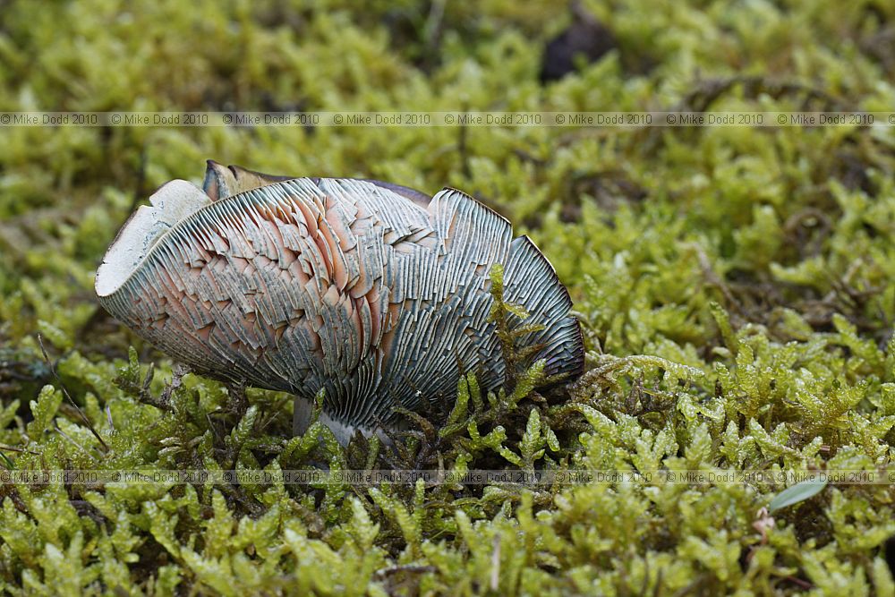 Lactarius deterrimus False Saffron Milkcap