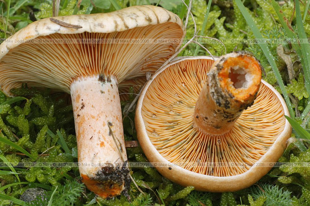 Lactarius deterrimus False Saffron Milkcap