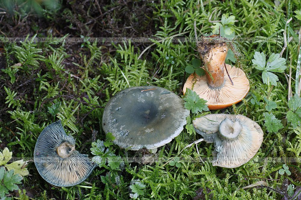 Lactarius deterrimus False Saffron Milkcap