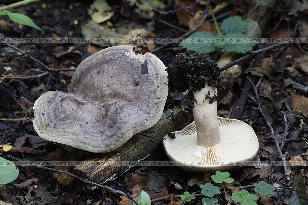 Lactarius fluens (?) milk very hot