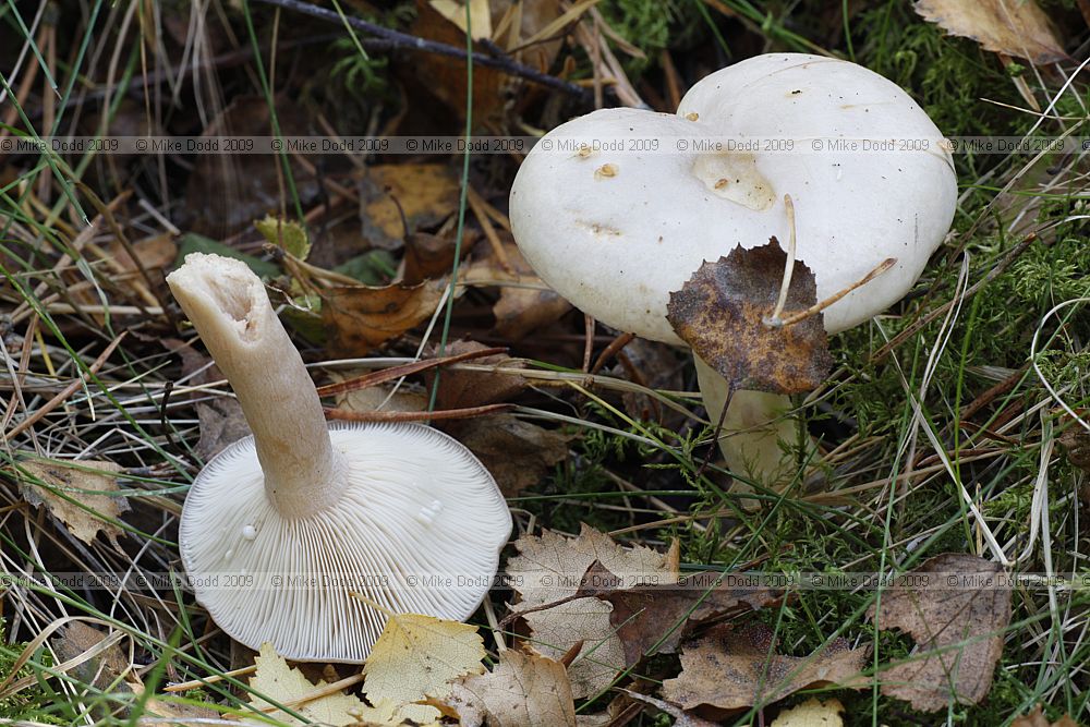 Lactarius glyciosmus Coconut Milkcap (?) Paler colour than those illustrated in books, strong smell of coconut from an older slightly dried out specimen.  These two had a fainter smell of coconut. Lactarius glyciosmus Coconut Milkcap (?) Paler colour than those illustrated in books, strong smell of coconut from an older slightly dried out specimen.  These two had a fainter smell of coconut.