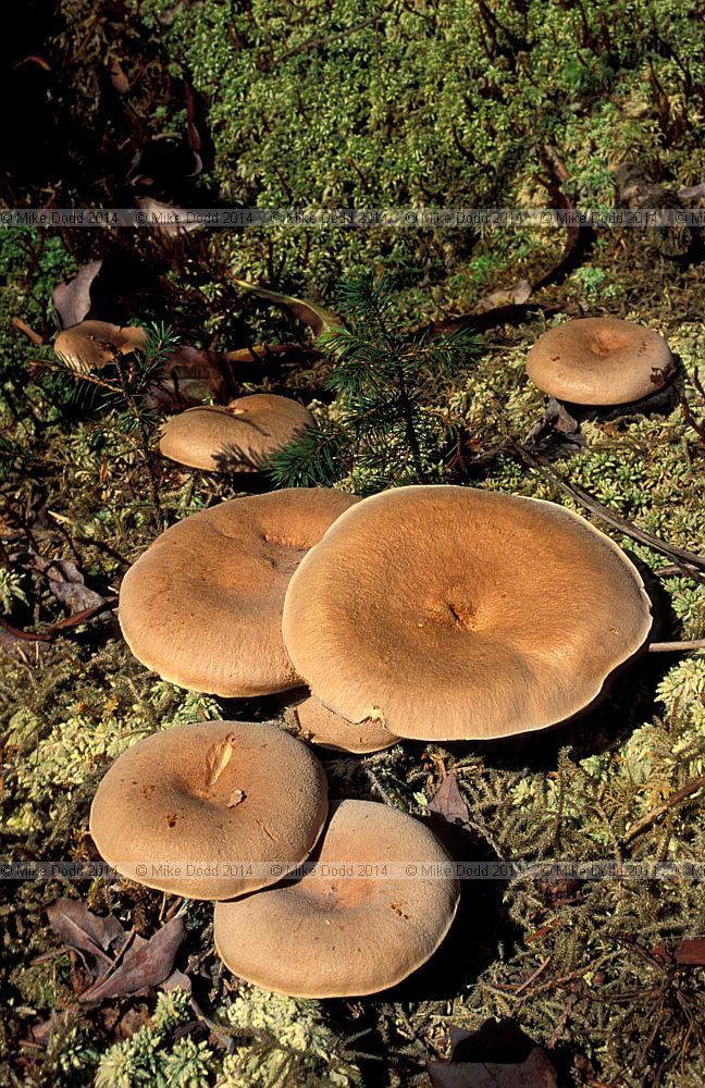 Lactarius helvus Fenugreek milkcap