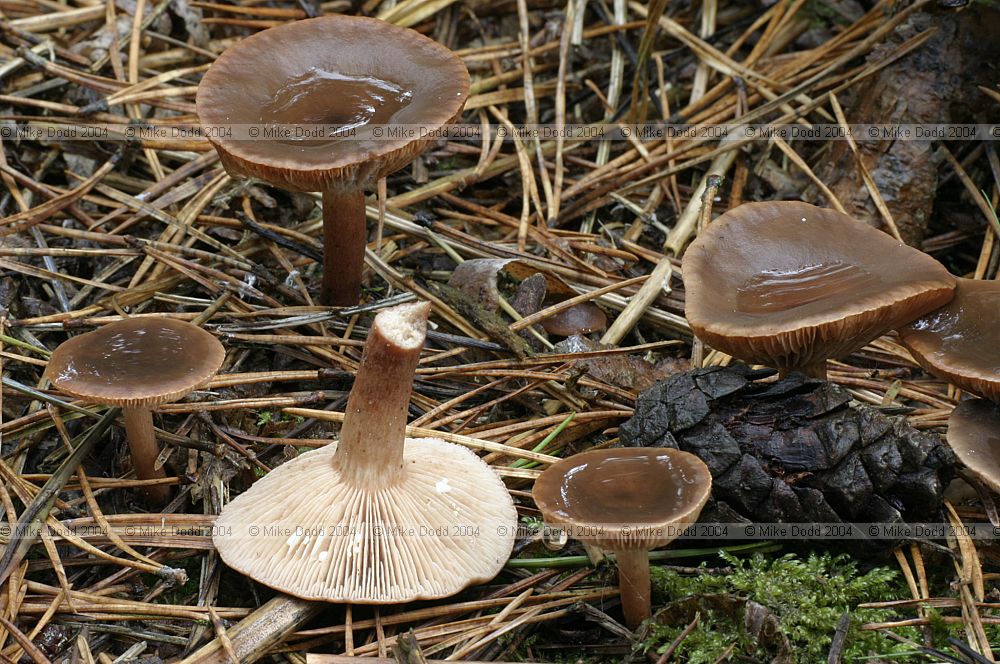 Lactarius hepaticus Liver milkcap