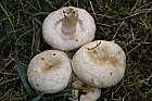 Lactarius pubescens Bearded Milkcap