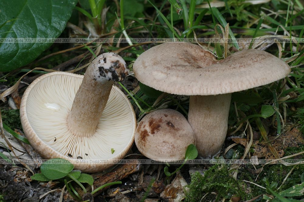 Lactarius quietus Oakbug milkcap (?)