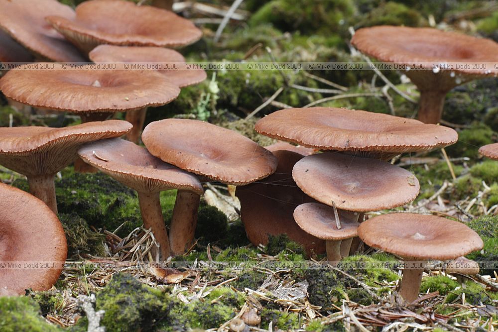 Lactarius rufus Rufous Milkcap
